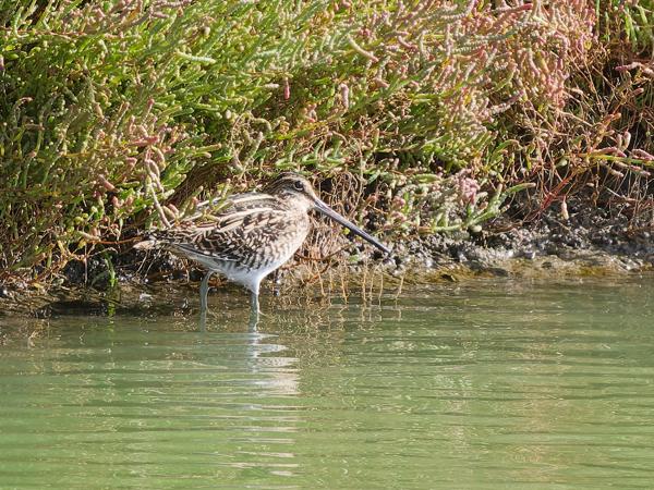 <h3><a href="/trips/marokko/biota/animalia/chordata/aves/024 charadriiformes/015 scolopacidae/gallinago gallinago/gallinago gallinago-nl.html">Gallinago&nbsp;gallinago</a> / Common&nbsp;snipe / Watersnip</h3>OM-1 Mark II met OLYMPUS M.150-400mm F4.5 TC, 1/2000 sec  bij F5.6, ISO 1250, afstand 42.9&nbsp;m